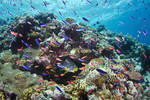 Osprey Reef, Coral Sea, December 2011