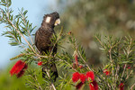 Carnaby's black cockatoo sits in a tree, Western Australia