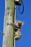 Rescue of young koala stuck up a power pole, Darling Downs, Queensland, Australia
