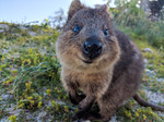 Quokka, Rottnest Island, Western Australia