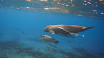 Turtle and dugong underwater