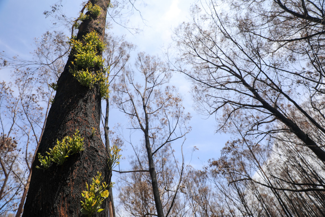 Regrowth after bushfires