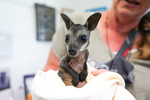 Bushfire-impacted wildlife in care after treatment at Milton Village Vet