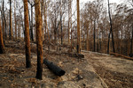 Bushfire aftermath at Batemans Bay, NSW
