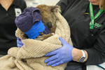 Annie the koala gets her bandages changed