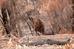 Kangaroo in Lathami Conservation Park