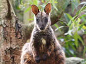 Brush-Tailed Rock-Wallaby