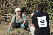 Koala tree planting at Swan Bay
