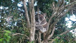 Koala in Swan Bay, NSW