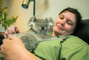 Ipswich Koala Protection Society - Koala carers