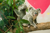 Ipswich Koala Protection Society - Koala carers