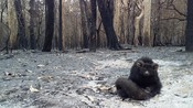 Greater Glider found in burnt bushland, Meroo National Park, NSW
