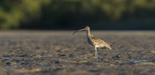 Eastern curlew