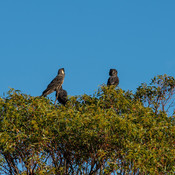Greening Australia, Black Cockatoos