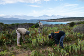 lungtalanana: Pakana rangers removing invasive sea spurge weed