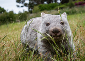 Bass Strait Island Wombat joey