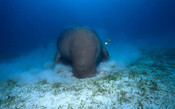Dugong dugon Dugong Indo-Pacific Ocean