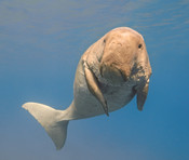 Dugong (dugong dugon) swimming in the tropical sea water. Egypt, Marsa Alam.