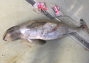Dead snubfin dolphin drowned in a commercial gill net