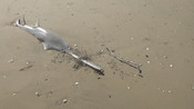 Sawfish washed up and entangled in gill net at Wunjunga, Qld, 2018