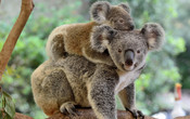 Mother koala and joey