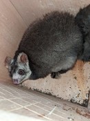 Greater Glider Next Generation Nest Boxes, Tallaganda National Park, NSW
