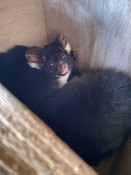 Greater Glider Next Generation Nest Boxes, Tallaganda National Park, NSW