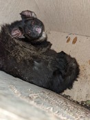 Greater Glider Next Generation Nest Boxes, Tallaganda National Park, NSW