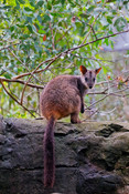 Brush-tailed rock wallaby; Petrogale penicillata