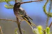 Regent honeyeater (Anthochaera phrygia) perched on branch