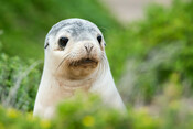 Australian sea lion pup in green bush, Kangaroo Island