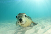 Australian sea lion underwater