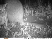 Tammar wallaby - Eyes on Recovery