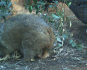 Wombat and bub - Eyes on Recovery