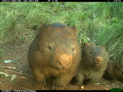Wombat and joey - Eyes on Recovery