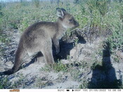 Western grey kangaroo - Eyes on Recovery