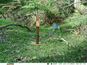 Sacred kingfisher - Eyes on Recovery