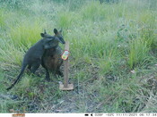 Hugging swamp wallabies - Eyes on Recovery