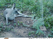 Eastern grey kangaroo - Eyes on Recovery