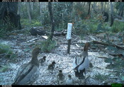 Wood Ducks - Eyes on Recovery