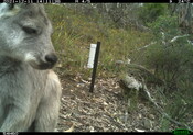 Wallaroo selfie - Eyes on Recovery