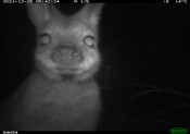 Swamp wallaby selfie - Eyes on Recovery