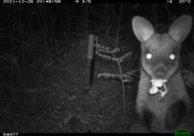 Swamp wallaby selfie 2 - Eyes on Recovery