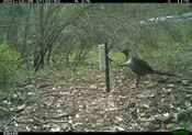 Kung fu superb lyrebird - Eyes on Recovery