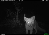 Red fox - Eyes on Recovery