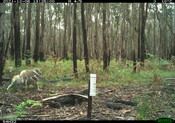 Koala mum and joey - Eyes on Recovery