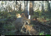 Red-necked wallaby 2 - Eyes on Recovery