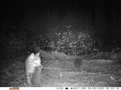 Feral cat - Eyes on Recovery