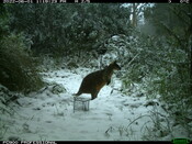 Swamp wallaby in snow - Eyes on Recovery