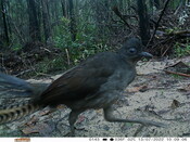 Male lyrebird - Eyes on Recovery